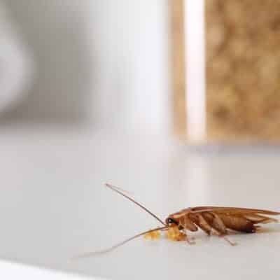 Régulateurs de croissance contre les cafards