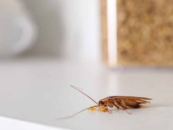 Régulateurs de croissance contre les cafards