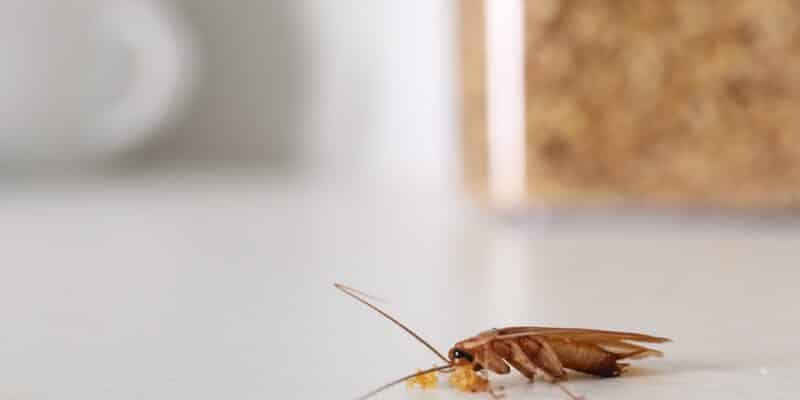 Régulateurs de croissance contre les cafards