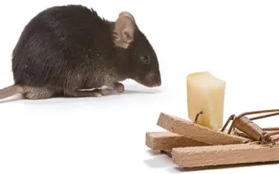 traitement infestation de rat