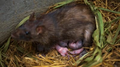 Gros plan de bébés rats avec un rat brun femelle
