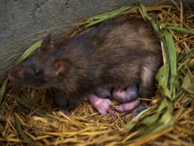 Gros plan de bébés rats avec un rat brun femelle