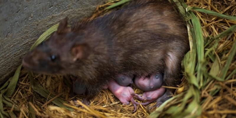 Gros plan de bébés rats avec un rat brun femelle