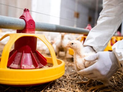 Vétérinaire en vêtements stériles tenant du poulet et contrôlant la santé des animaux pour la production alimentaire dans une ferme avicole.