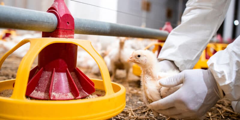 Vétérinaire en vêtements stériles tenant du poulet et contrôlant la santé des animaux pour la production alimentaire dans une ferme avicole.