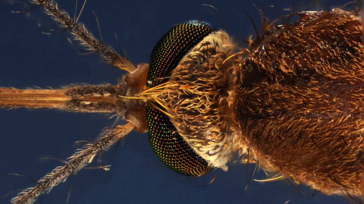 La tête d'un moustique, culex pipiens prise au microscope