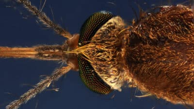 La tête d'un moustique, culex pipiens prise au microscope