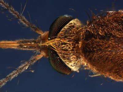 La tête d'un moustique, culex pipiens prise au microscope