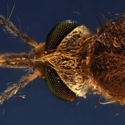 La tête d'un moustique, culex pipiens prise au microscope