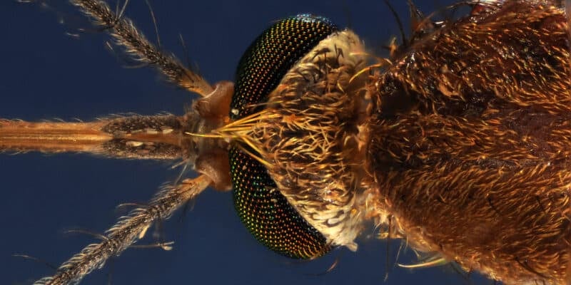 La tête d'un moustique, culex pipiens prise au microscope