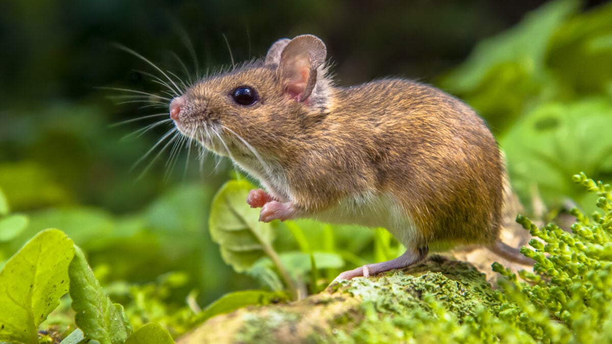 Habitudes des souris