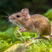 Habitudes des souris