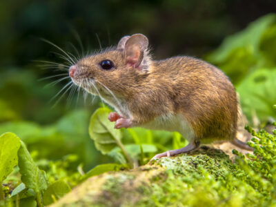 Habitudes des souris