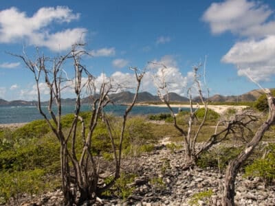 Ile Tintamarre, Réserve naturelle nationale de Saint Martin