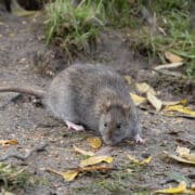 dératisation rat brun comportement
