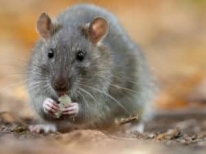 Rat surmulot (Rattus norvegicus) en gros plan