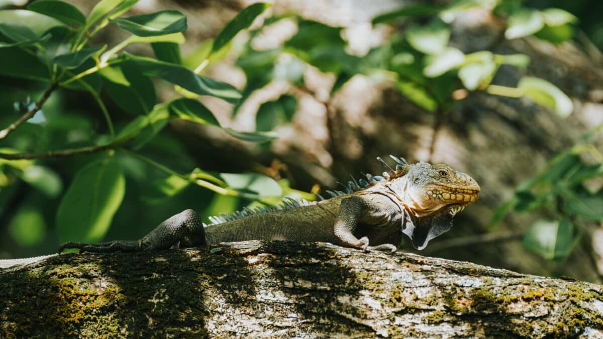 Iguane vert des Petites Antilles sur l'île Chancel - Martinique