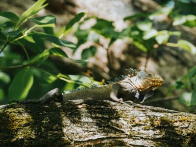 Iguane vert des Petites Antilles sur l'île Chancel - Martinique