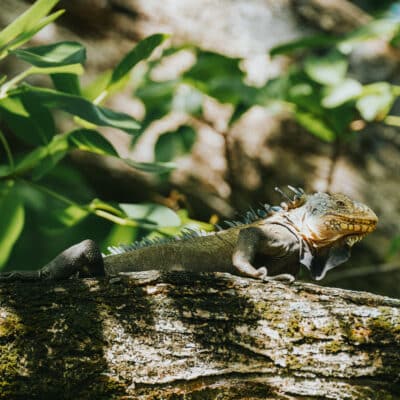 Iguane vert des Petites Antilles sur l'île Chancel - Martinique