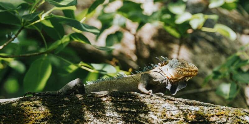 Iguane vert des Petites Antilles sur l'île Chancel - Martinique