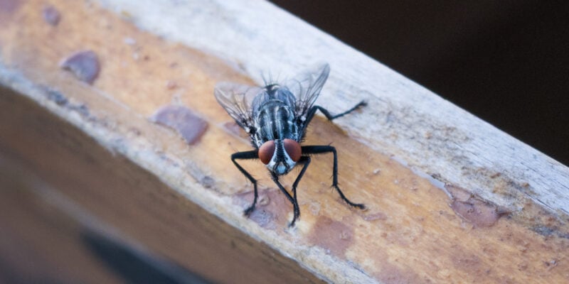Surveillance des mouches en agroalimentaire