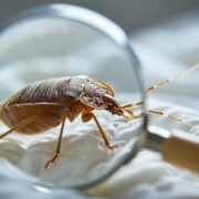 Punaises de lit résistantes – Lutte professionnelle et traitement