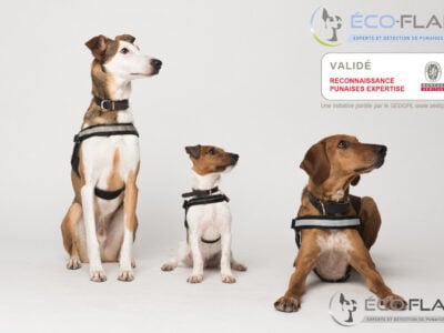 chien renifleur punaises de lit