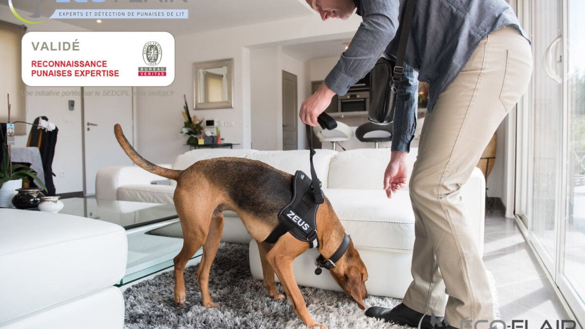 données détection canine punaises de lit