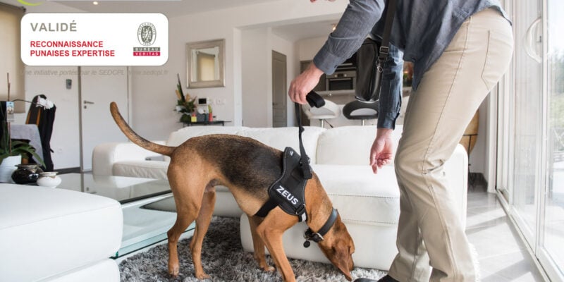 données détection canine punaises de lit