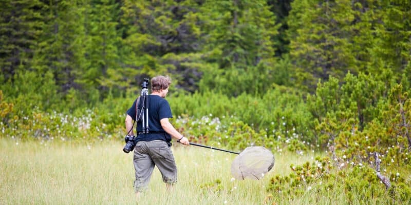 Entomologiste capturant des insectes