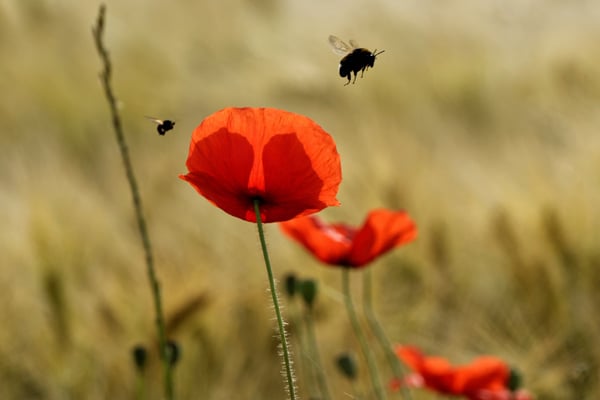 des coquelicots en fleurs et des insectes volants