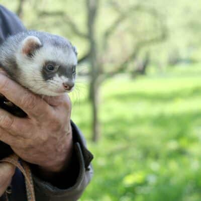 Gros plan sur un furet utilisé pour le furetage