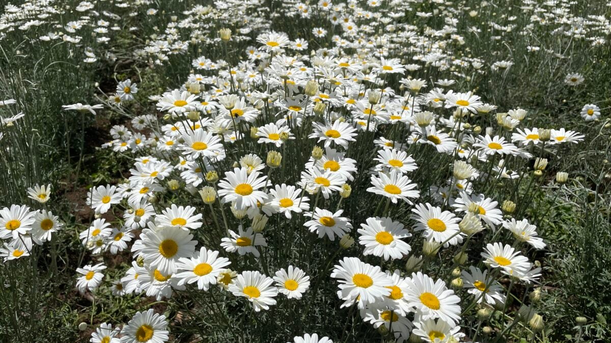un champ de pyrèthre, un insecticide naturel