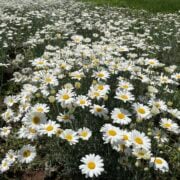 un champ de pyrèthre, un insecticide naturel