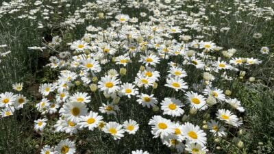 un champ de pyrèthre, un insecticide naturel