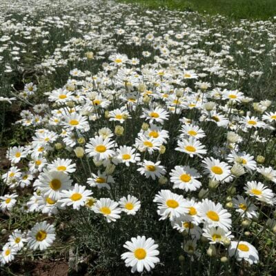 un champ de pyrèthre, un insecticide naturel