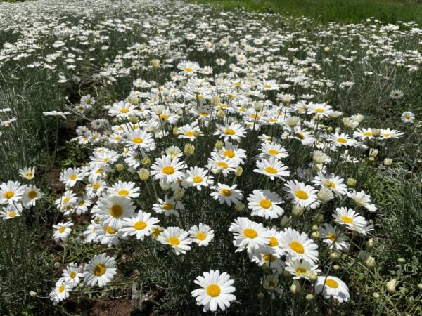 un champ de pyrèthre, un insecticide naturel