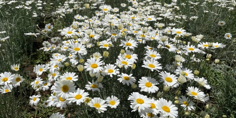 un champ de pyrèthre, un insecticide naturel