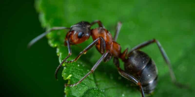 fourmi sur une feuille
