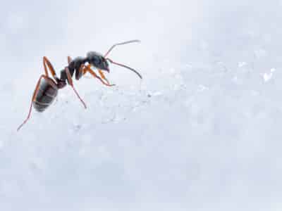 Fourmi en action sur un pan de glace