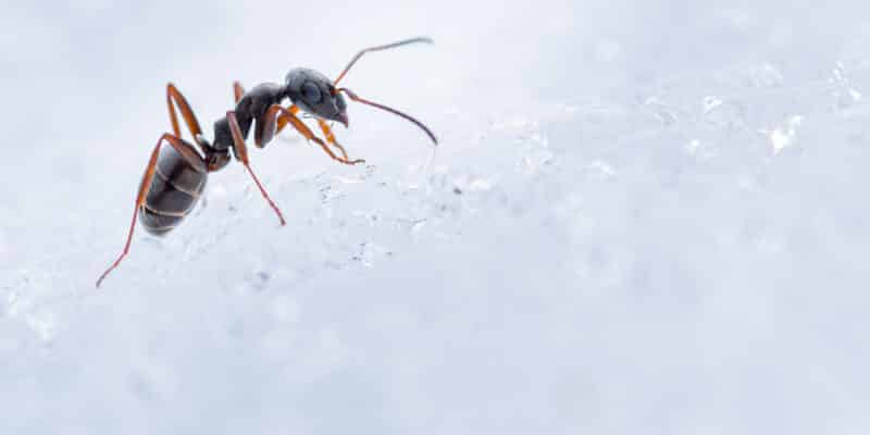 Fourmi en action sur un pan de glace