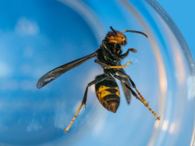 Frelon en gros plan emprisonné dans verre