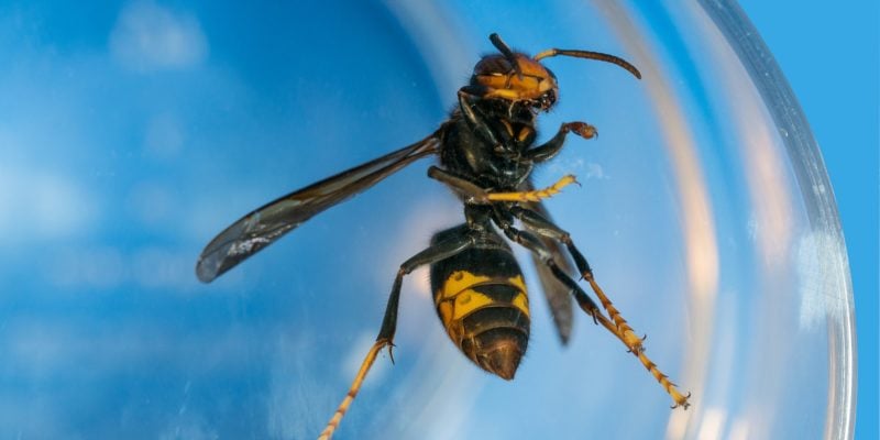 Frelon en gros plan emprisonné dans verre