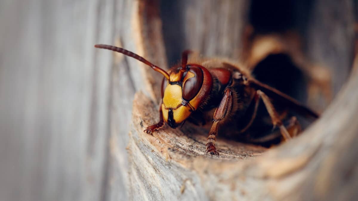 Portrait d'une grosse guêpe - un frelon à l'entrée d'un nid