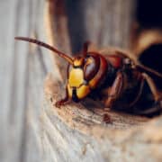 Portrait d'une grosse guêpe - un frelon à l'entrée d'un nid