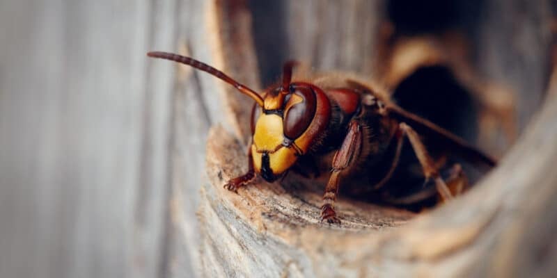 Portrait d'une grosse guêpe - un frelon à l'entrée d'un nid