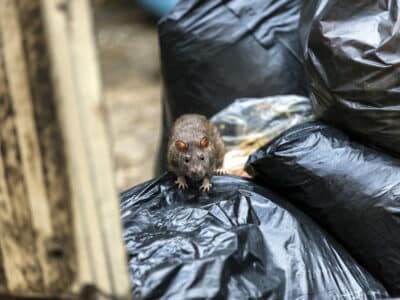 Un rongeur brun avec des yeux noirs sur des sacs poubelles noirs