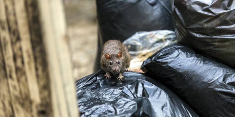 Un rongeur brun avec des yeux noirs sur des sacs poubelles noirs