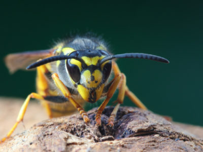 guepe, abeille ou frelon