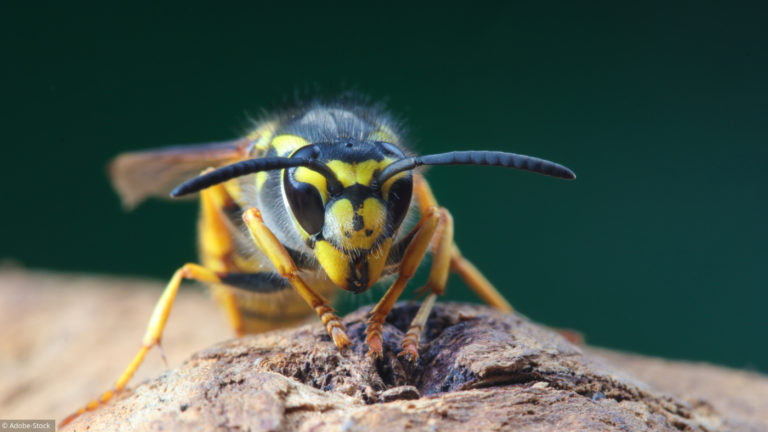 guepe, abeille ou frelon